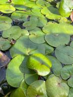 Waterplantjes en zuurstofplantjes voor in de vijver, Overige soorten