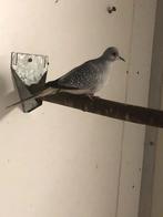 Diamantduifjes, Dieren en Toebehoren, Vogels | Duiven, Overige soorten