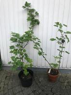 Rode bessenplanten in pot, Jardin & Terrasse, Plantes | Arbres fruitiers, En pot, Enlèvement