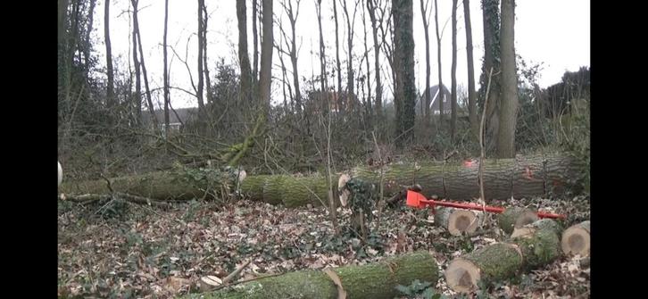Vellen van  ( omgewaaide) bomen , knotten van wilgen, Tuin en Terras, Planten | Bomen, Ophalen