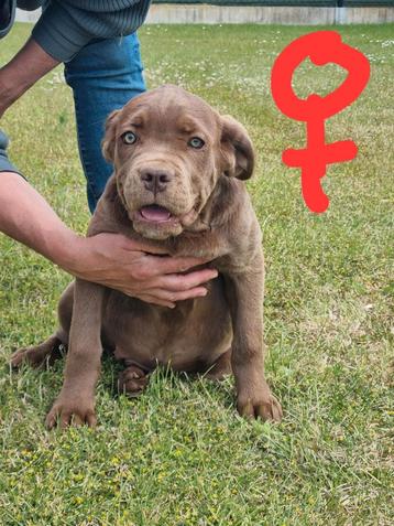 Cane corso pups beschikbaar voor biedingen