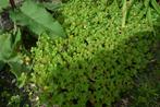 Sedum spurium, Tuin en Terras, Ophalen, Bodembedekkers, Volle zon, Vaste plant