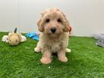 Maltipoo pups, België, 8 tot 15 weken, CDV (hondenziekte), Meerdere