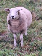 Ram lam schaap, Mannelijk, Schaap, 0 tot 2 jaar