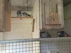 koppels grijze roodstaart papegaaien, Meerdere dieren, Papegaai, Geringd