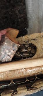 slangen te koop met verblijf, Dieren en Toebehoren, Reptielen en Amfibieën, Tam