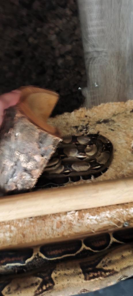 slangen te koop met verblijf, Dieren en Toebehoren, Reptielen en Amfibieën, Tam