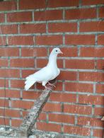 Jonge mooie witte pauwstaart duiven pauwstaartjes, Animaux & Accessoires, Oiseaux | Pigeons