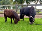 Shetland veulen – gezond, knap en veelbelovend, Merrie