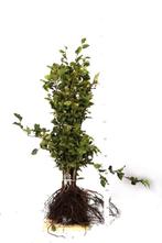 Groene Beuk / Fagus sylvatica, Tuin en Terras, Planten | Struiken en Hagen, Ophalen, Haagbeuk