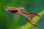 Endler guppy’s, Dieren en Toebehoren