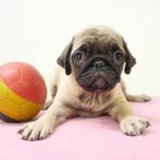 Mopshond (Belgisch) Pups te koop, Dieren en Toebehoren, België, CDV (hondenziekte), 8 tot 15 weken, Meerdere