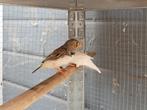 Zebravink, Dieren en Toebehoren, Meerdere dieren, Tropenvogel, Geringd