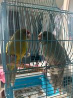 2 kakarikis, Dieren en Toebehoren, Vogels | Parkieten en Papegaaien, Mannelijk, Parkiet, Tam