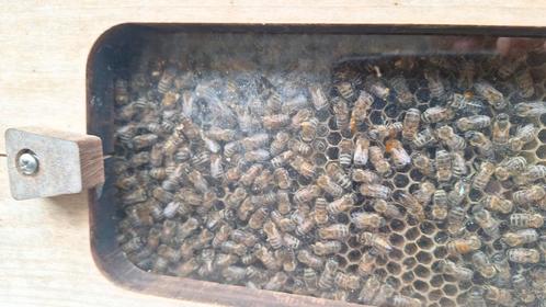 Bijen bijenvolk buckfast, Dieren en Toebehoren, Insecten en Spinnen, Bijen