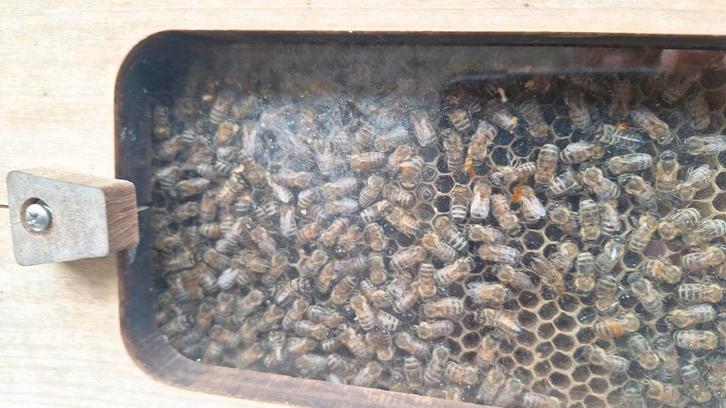 Bijen bijenvolk buckfast, Dieren en Toebehoren, Insecten en Spinnen, Bijen