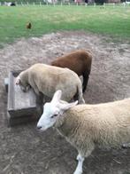 Schapen, Dieren en Toebehoren