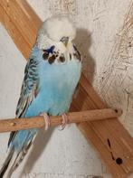 Jonge Engelse grasparkieten 2025