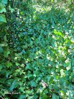 Hedera helix, klimop (bodembedekker/klimmer) GRATIS, Ophalen, Overige soorten, Struik, 250 cm of meer