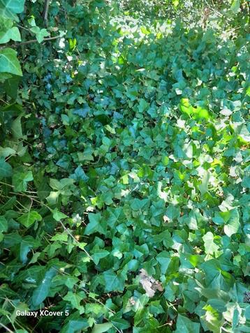 Hedera helix, klimop (bodembedekker/klimmer) GRATIS beschikbaar voor biedingen