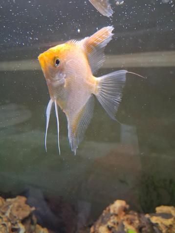 Scalaire Gold Diamond mâle, poissons d'aquarium, Enlèvement ou Envoi