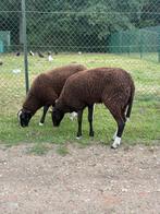 Zwartbles ooi, Vrouwelijk, Schaap, 0 tot 2 jaar