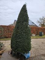 Taxus, Tuin en Terras, Ophalen, Taxus, Struik, 100 tot 250 cm