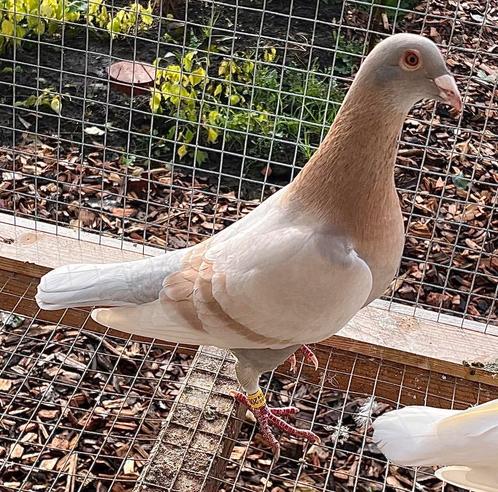 2 doffers, Dieren en Toebehoren, Vogels | Duiven, Postduif, Mannelijk