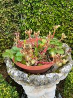 Vetplantjes, Tuin en Terras, Ophalen