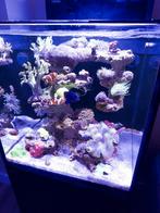 zeeaquarium, Animaux & Accessoires, Poissons | Aquariums & Accessoires, Enlèvement, Comme neuf, Aquarium d'eau de mer rempli