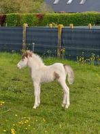 Mini paardje, Dieren en Toebehoren, Pony's, Hengst, Met stamboom, 0 tot 2 jaar