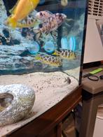 Cichlides malawi nimbochromis venustus 7-8 cm, Dieren en Toebehoren