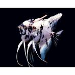 Scalare Panda-Pterophyllum Platinum 4/6cm - Locatie Heerlen, Dieren en Toebehoren, Vis, Zoetwatervis, Schoolvis