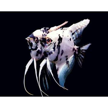 Scalare Panda-Pterophyllum Platinum 3/4cm - Locatie Heerlen beschikbaar voor biedingen