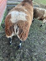 Schapenram, Dieren en Toebehoren, Schapen, Geiten en Varkens, Mannelijk, Schaap, 3 tot 5 jaar