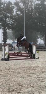 6j Zangersheide merrie D’aganix 2000 Z (Dominator 2000 Z), Dieren en Toebehoren, Paarden, Merrie, Z