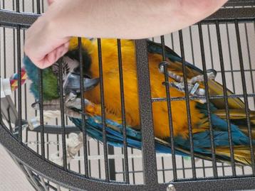 ara ararauna + cage  beschikbaar voor biedingen