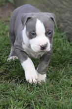 Chiots American Bully XL bien élevés avec pedigree, Autres races, Plusieurs, Parvovirose, Belgique