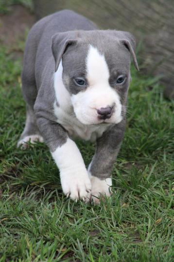 American Bully XL pups goed opgevoed met stamboom  beschikbaar voor biedingen