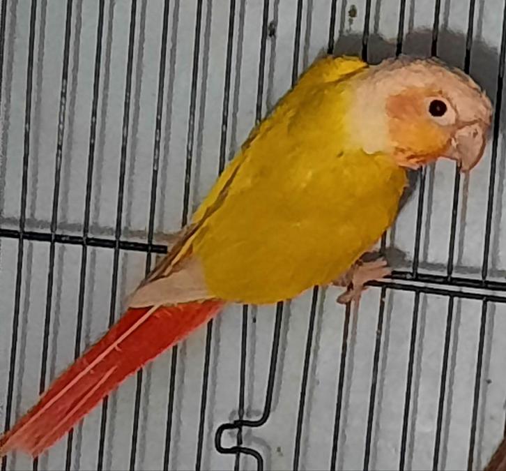 Couple de conures repro, Animaux & Accessoires, Oiseaux | Perruches & Perroquets