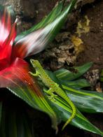 Phelesuma grandis red juvenille a vendre 4