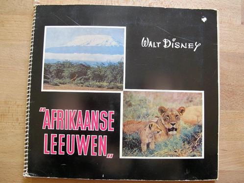 Vintage plaatjesboek "Afrikaanse leeuwen" van Walt Disney, Livres, Livres d'images & Albums d'images, Enlèvement ou Envoi