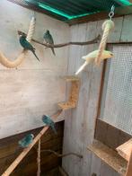 Kakariki, Dieren en Toebehoren, Meerdere dieren, Parkiet, Geringd