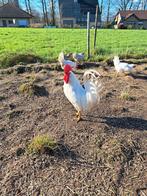 Witte leghorn hennen, Dieren en Toebehoren, Pluimvee, Kip