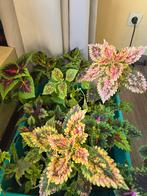 Coleus/siernetel, Huis en Inrichting, Ophalen of Verzenden, Zo goed als nieuw