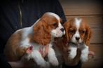 Cavalier King Charles spaniel pups, Dieren en Toebehoren, Honden | Retrievers, Spaniëls en Waterhonden, CDV (hondenziekte), Meerdere