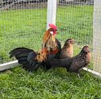 Trio hollandse krieltjes, Dieren en Toebehoren, Pluimvee