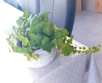 Stenen bloempot met klimop beschikbaar voor biedingen