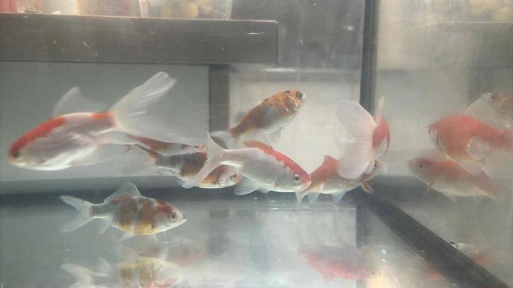 Goudvis shubinkin sarasas mix, Dieren en Toebehoren, Vissen | Vijvervissen, Goudvis(sen)