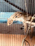 Wangzak eekhoorns, Dieren en Toebehoren, Juni, Meerdere dieren, Overige typen